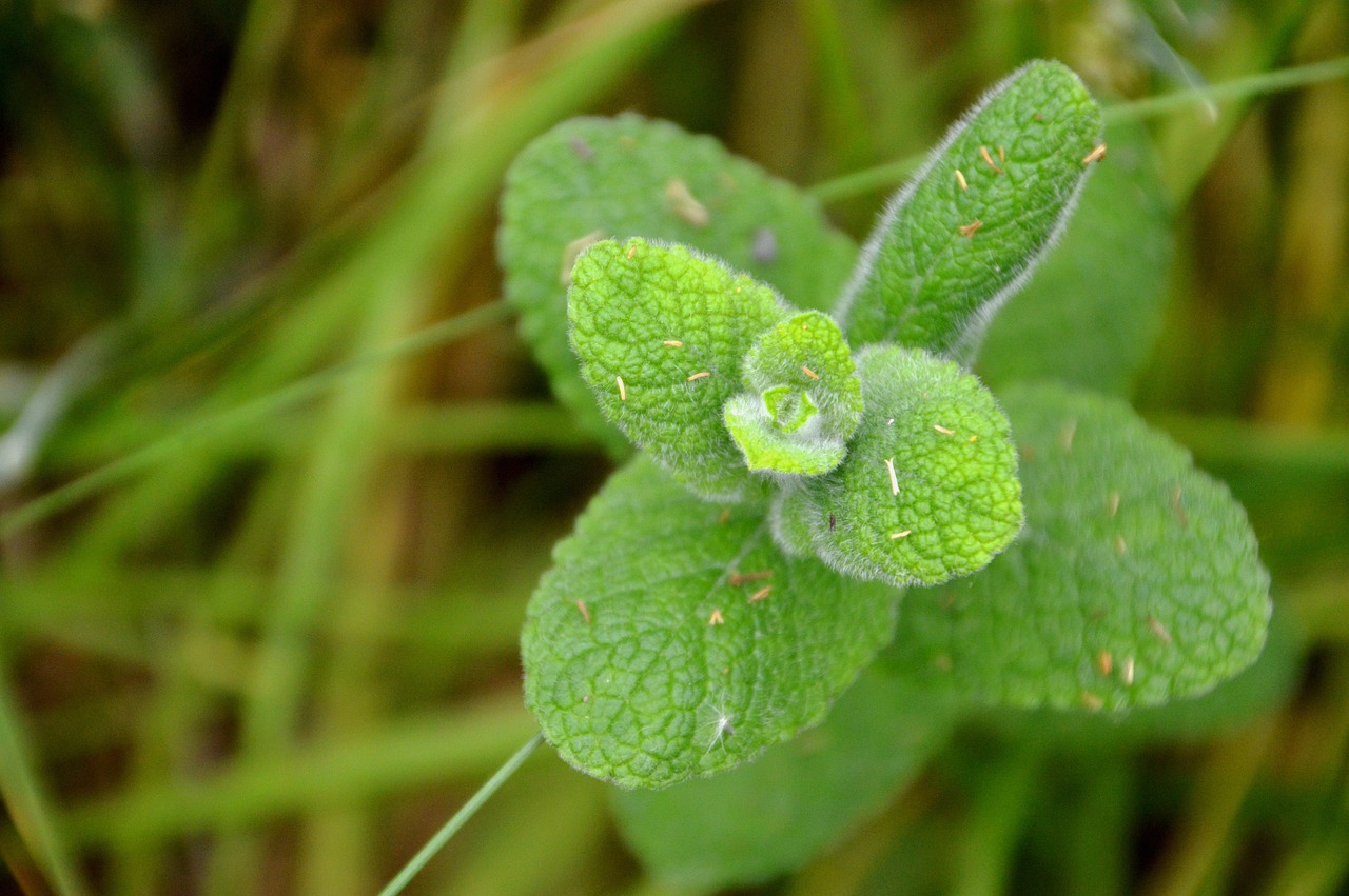 Growing Your Own Medicine: A Guide to Medicinal Plants